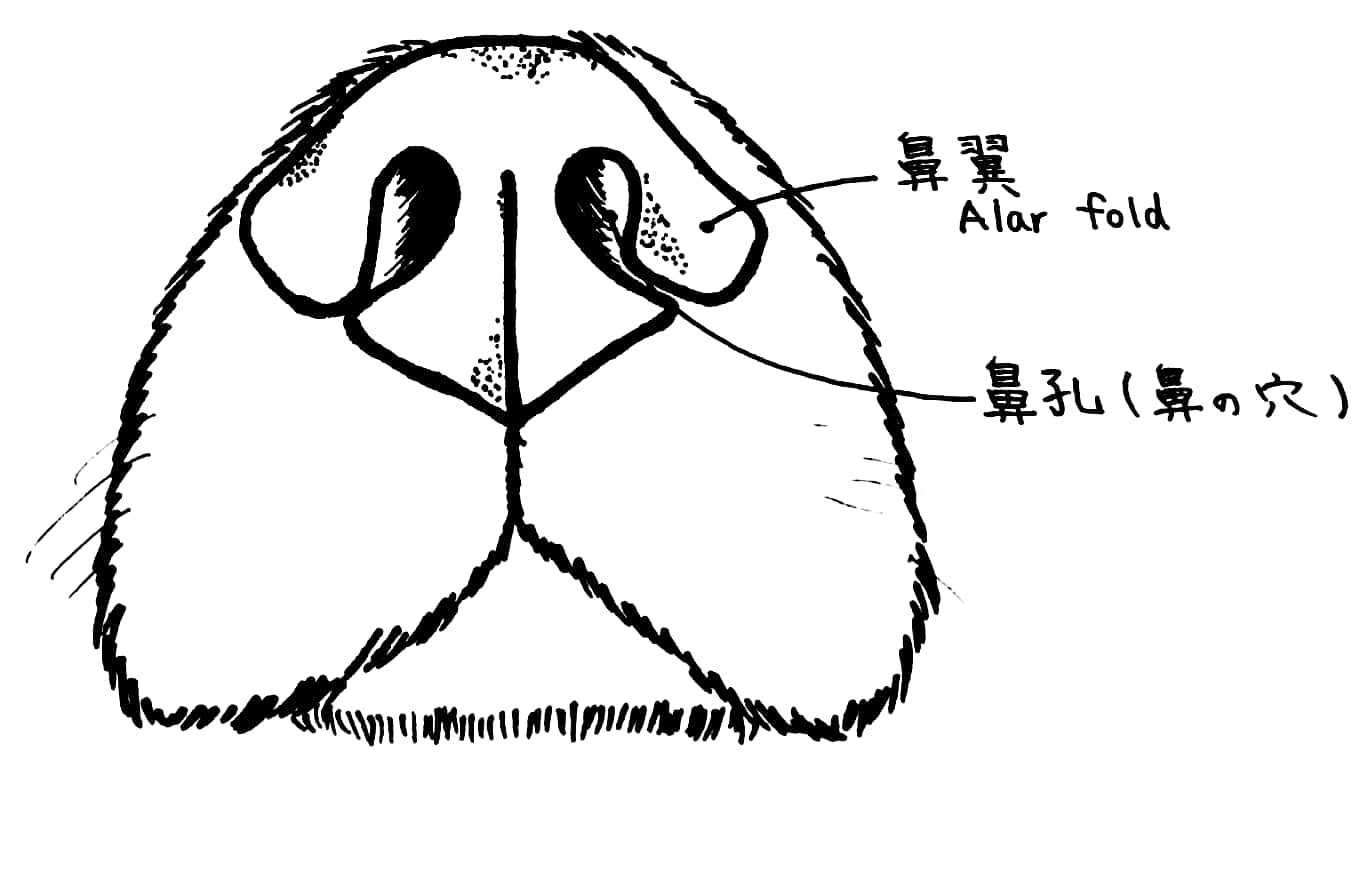 犬 の 鼻 構造